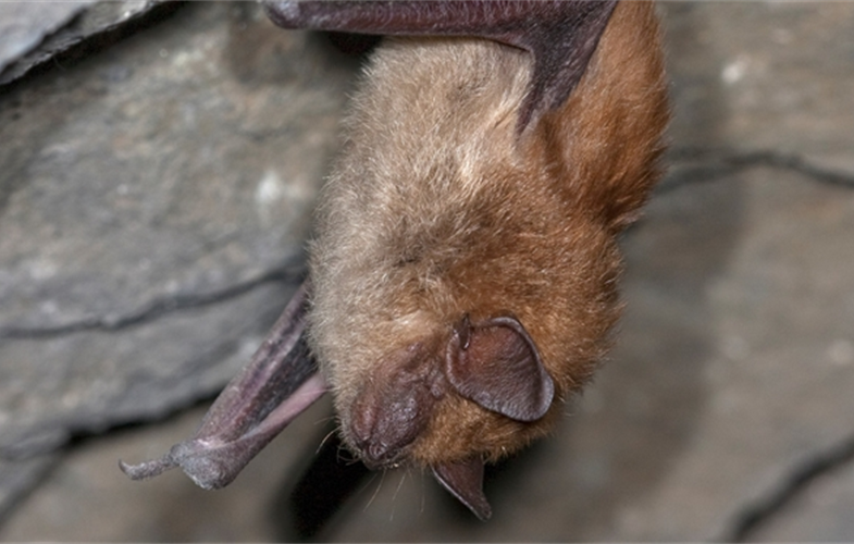 Big brown bat CREDIT: Larry Master 